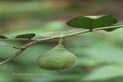 Paramignya monophylla